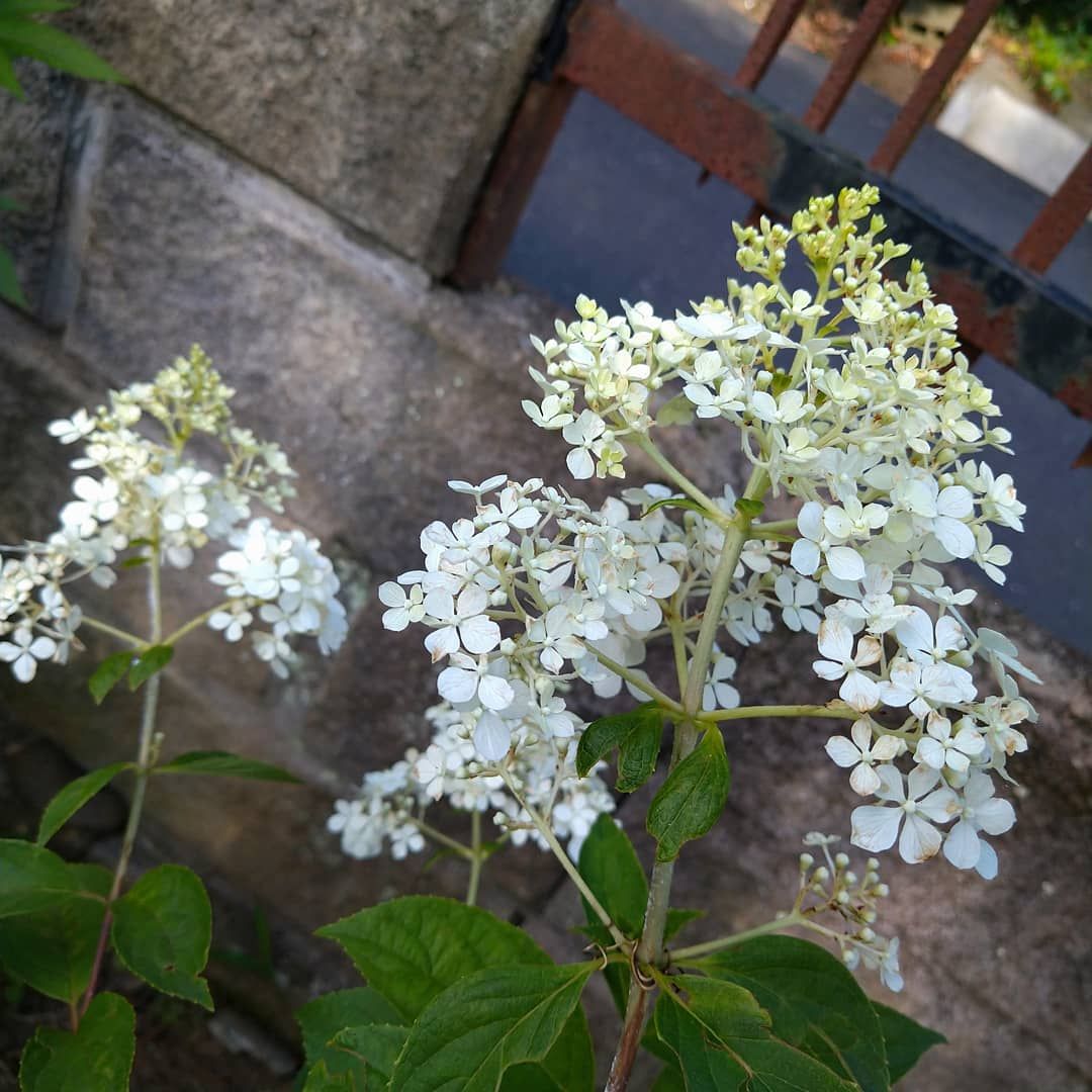 白花は涼やかです