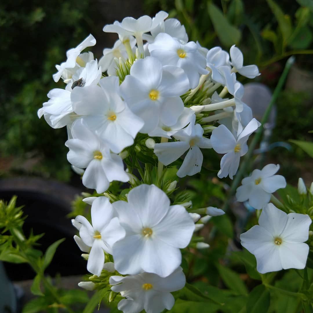 白花は涼やかです