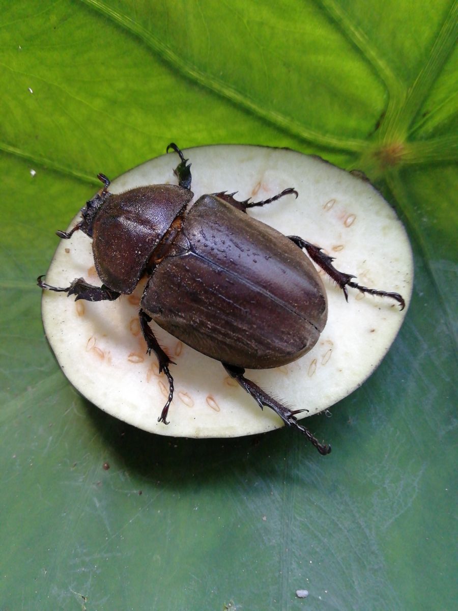 カブトムシの旅立ち