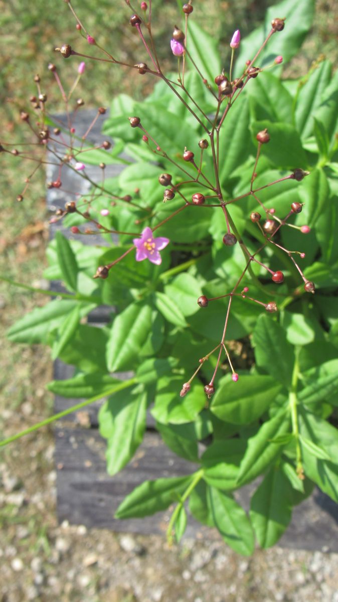 ハゼランの小さな花にズームアップ