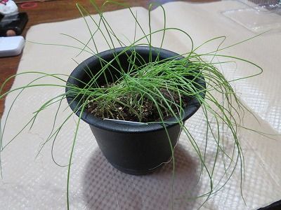 葉ねぎ・・混みすぎなので植え替え・・