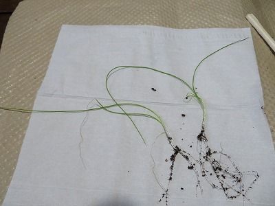 葉ねぎ・・混みすぎなので植え替え・・