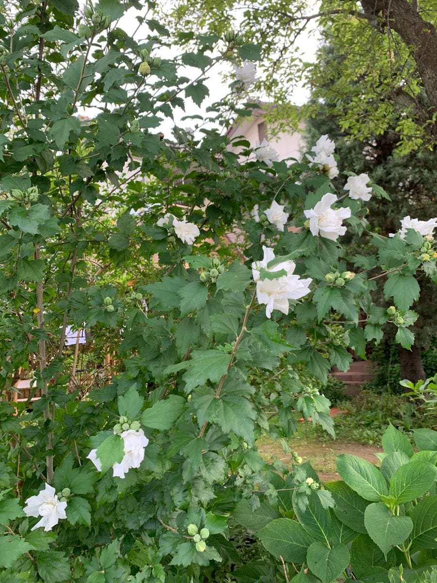 千日紅　木槿