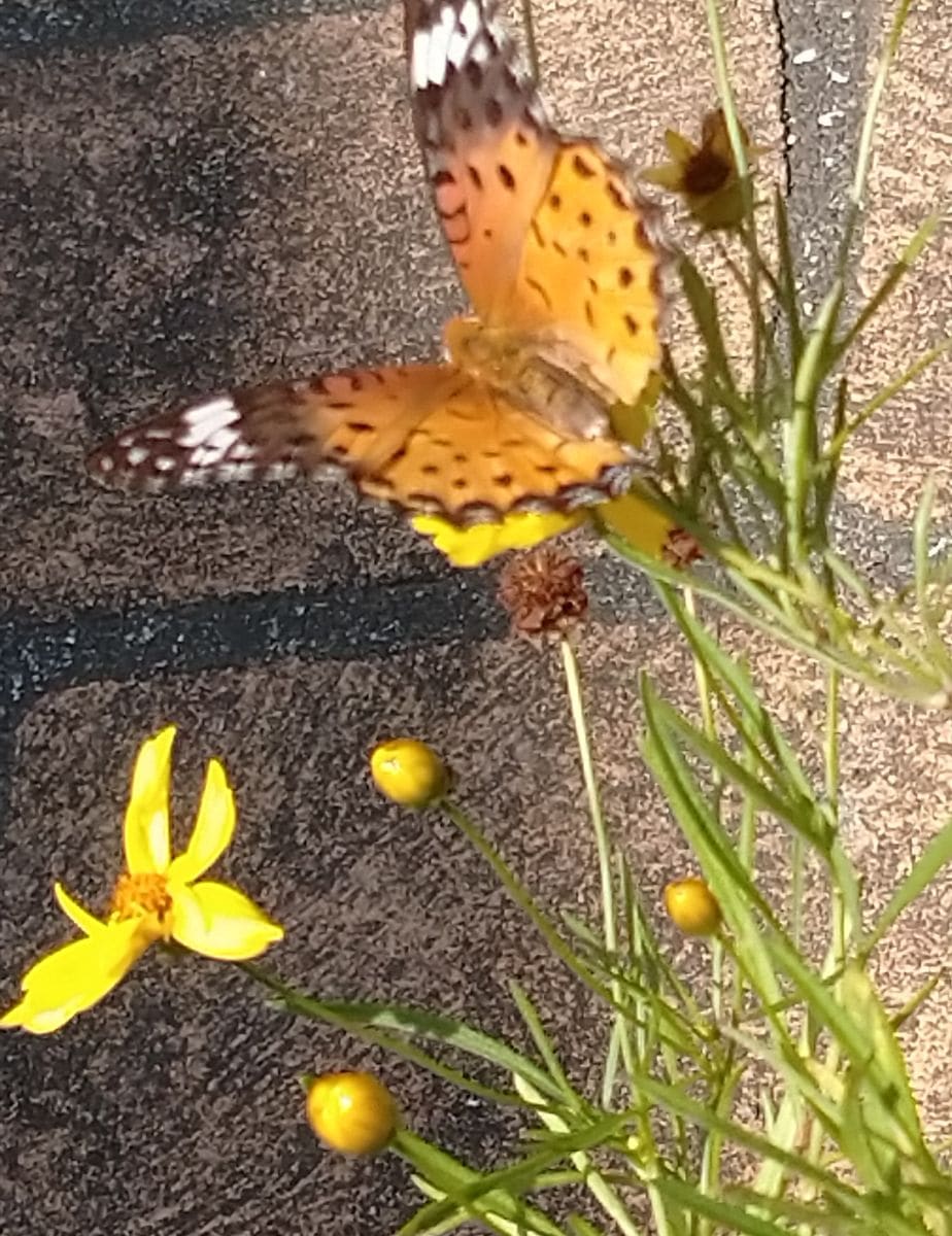 我が家の庭の花