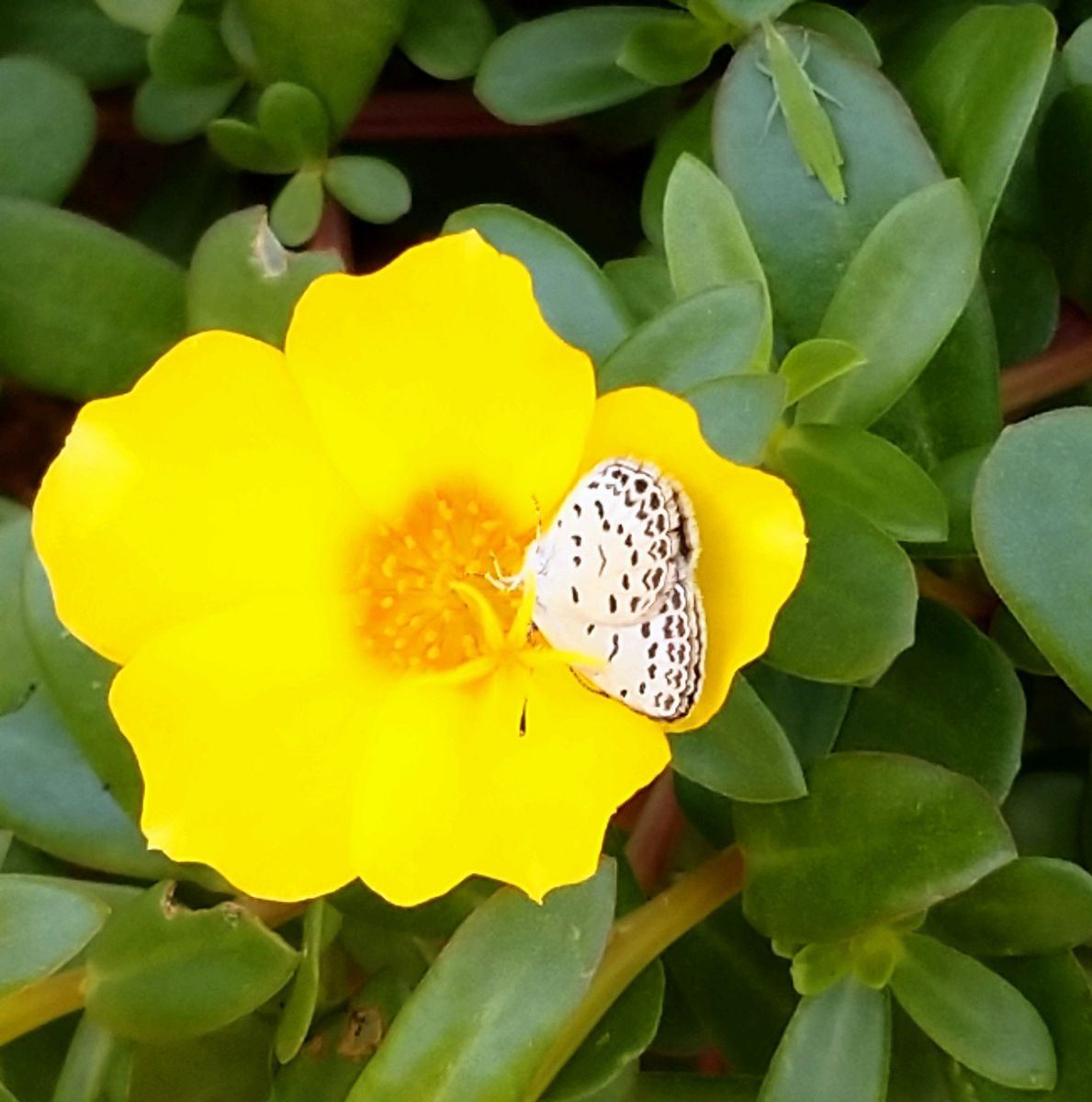 我が家の庭の花