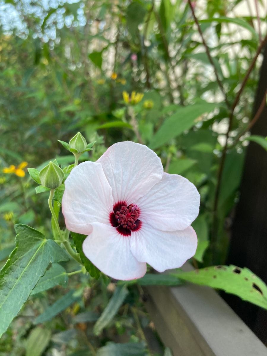 高砂芙蓉が咲きました。