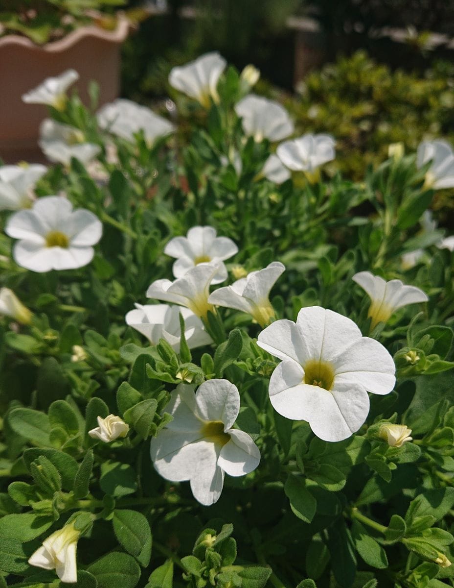 はじめました🌼