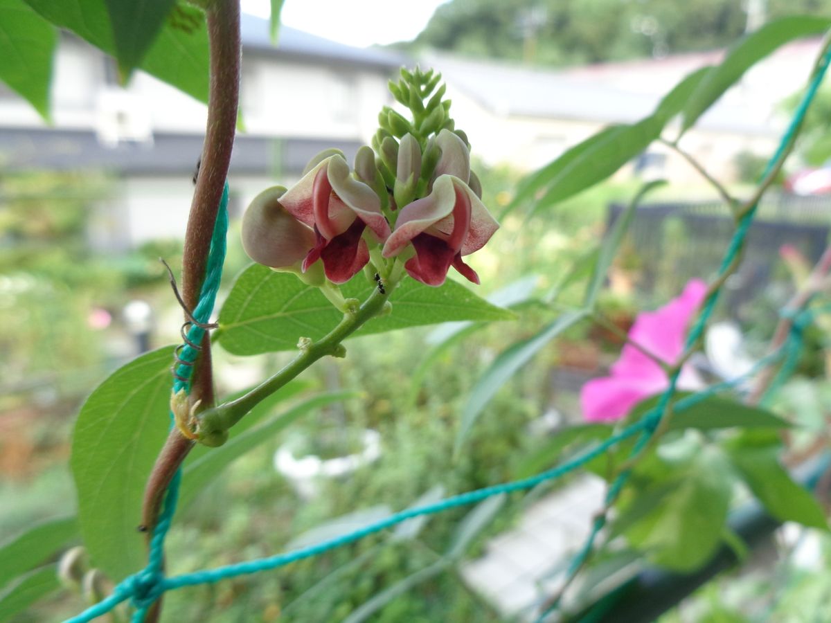 いろいろなお花たち