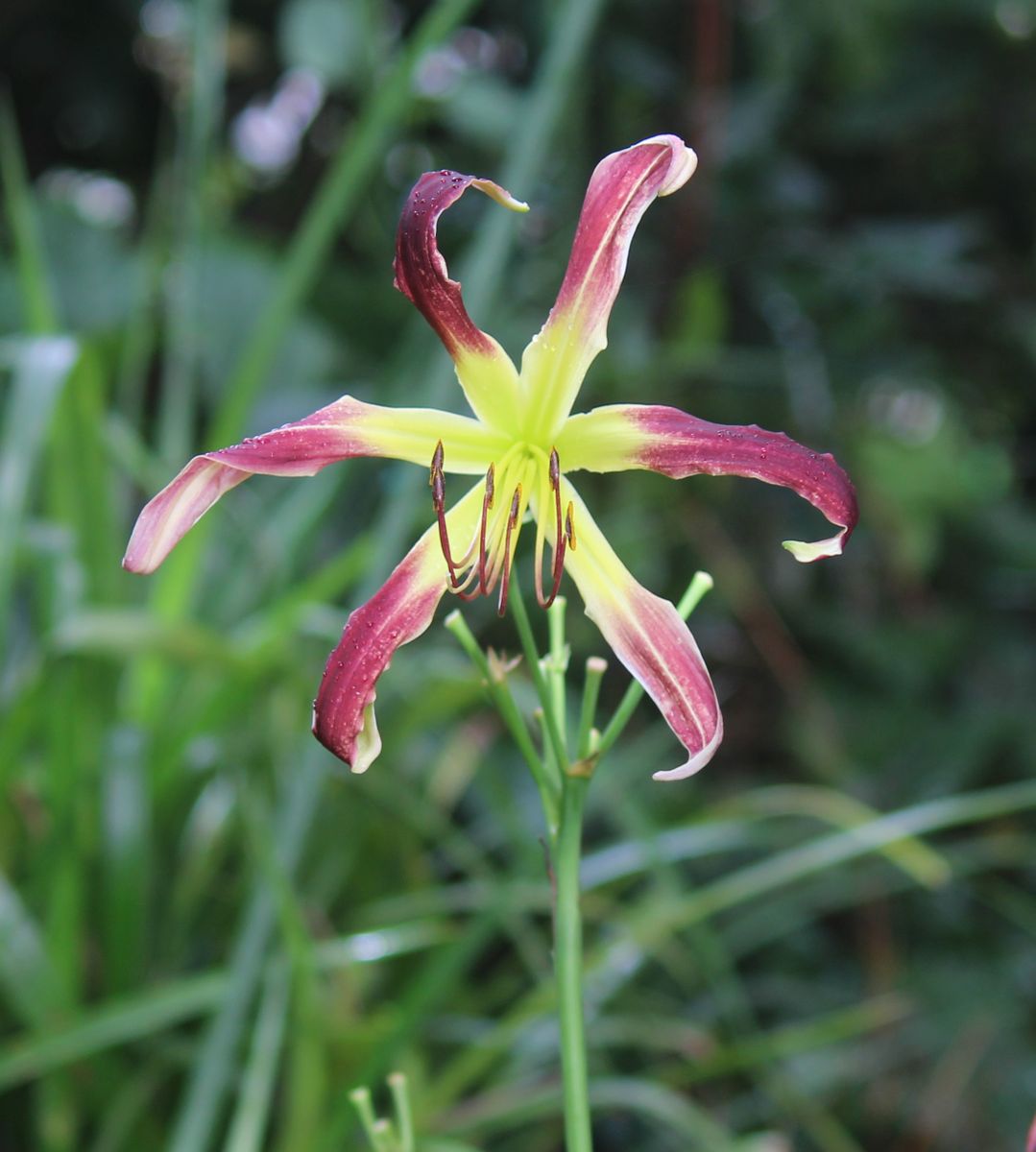 頑張った花