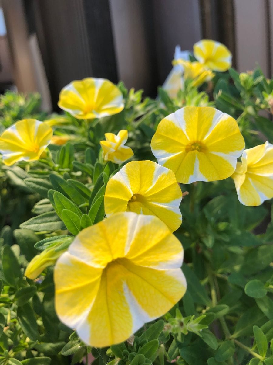 ビオラの花咲いた👌💕