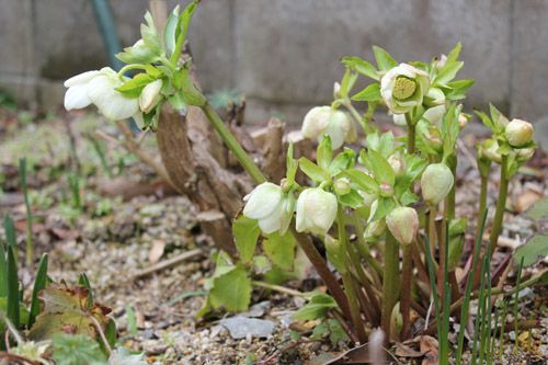 こぼれ種のニゲル？