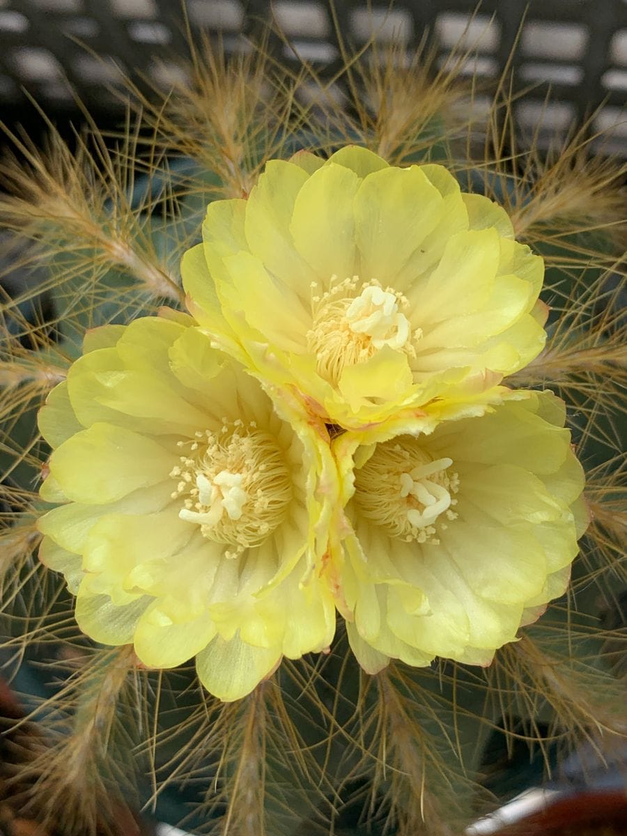 サボテンの花