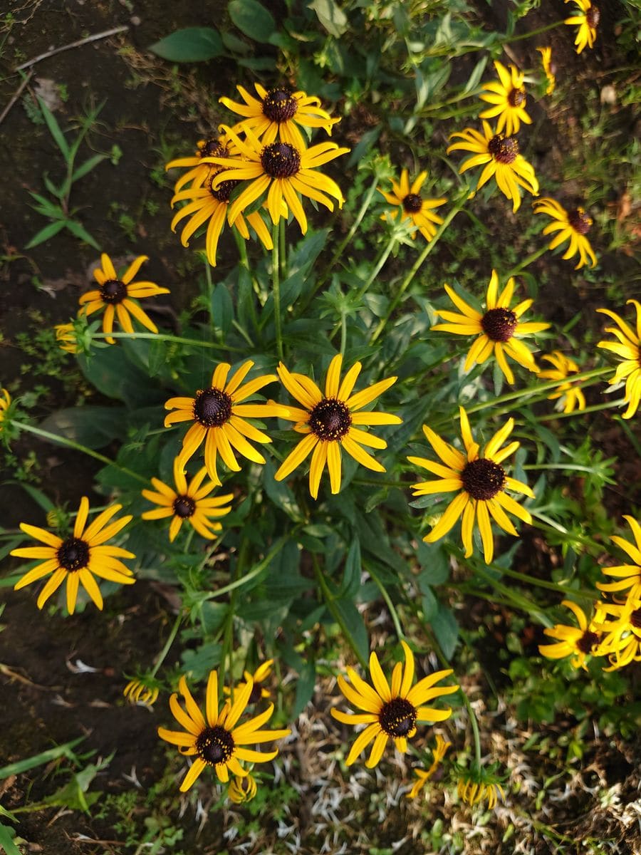 スイカの花です