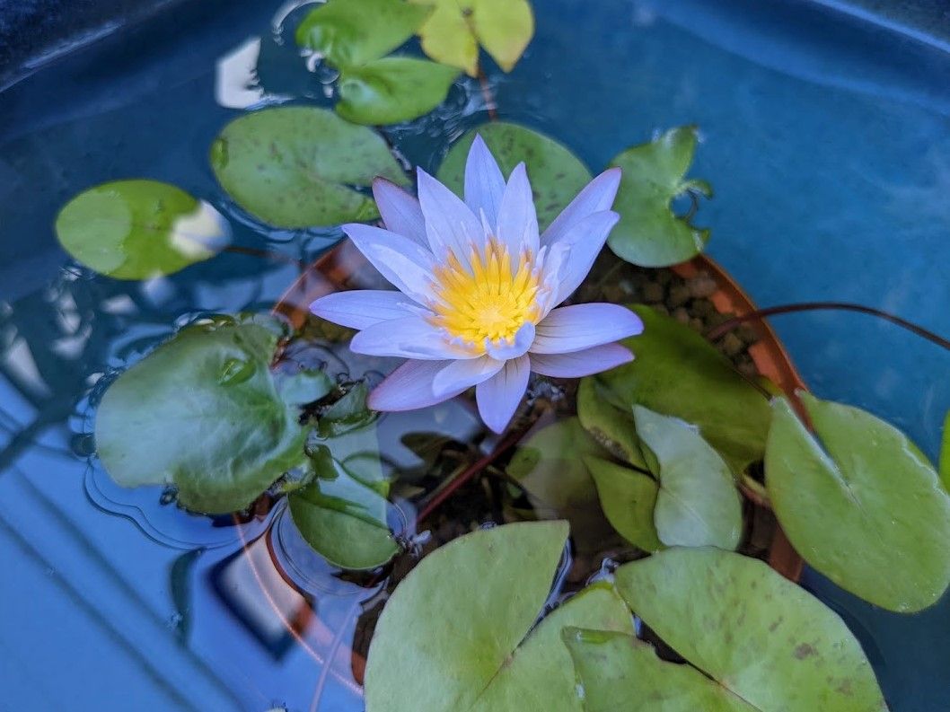 今日のお花たち（睡蓮）