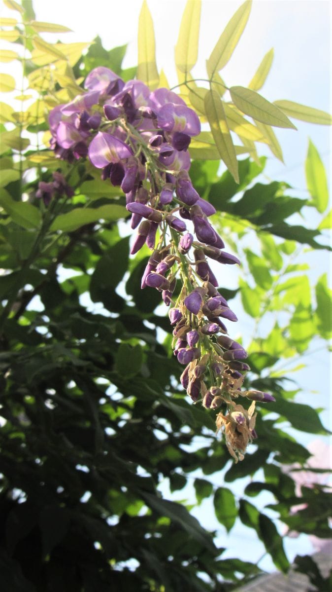 真夏に藤の花