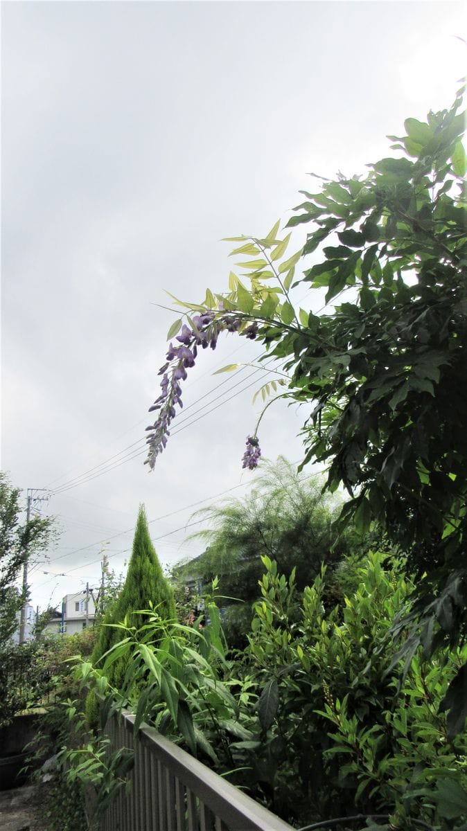 真夏に藤の花