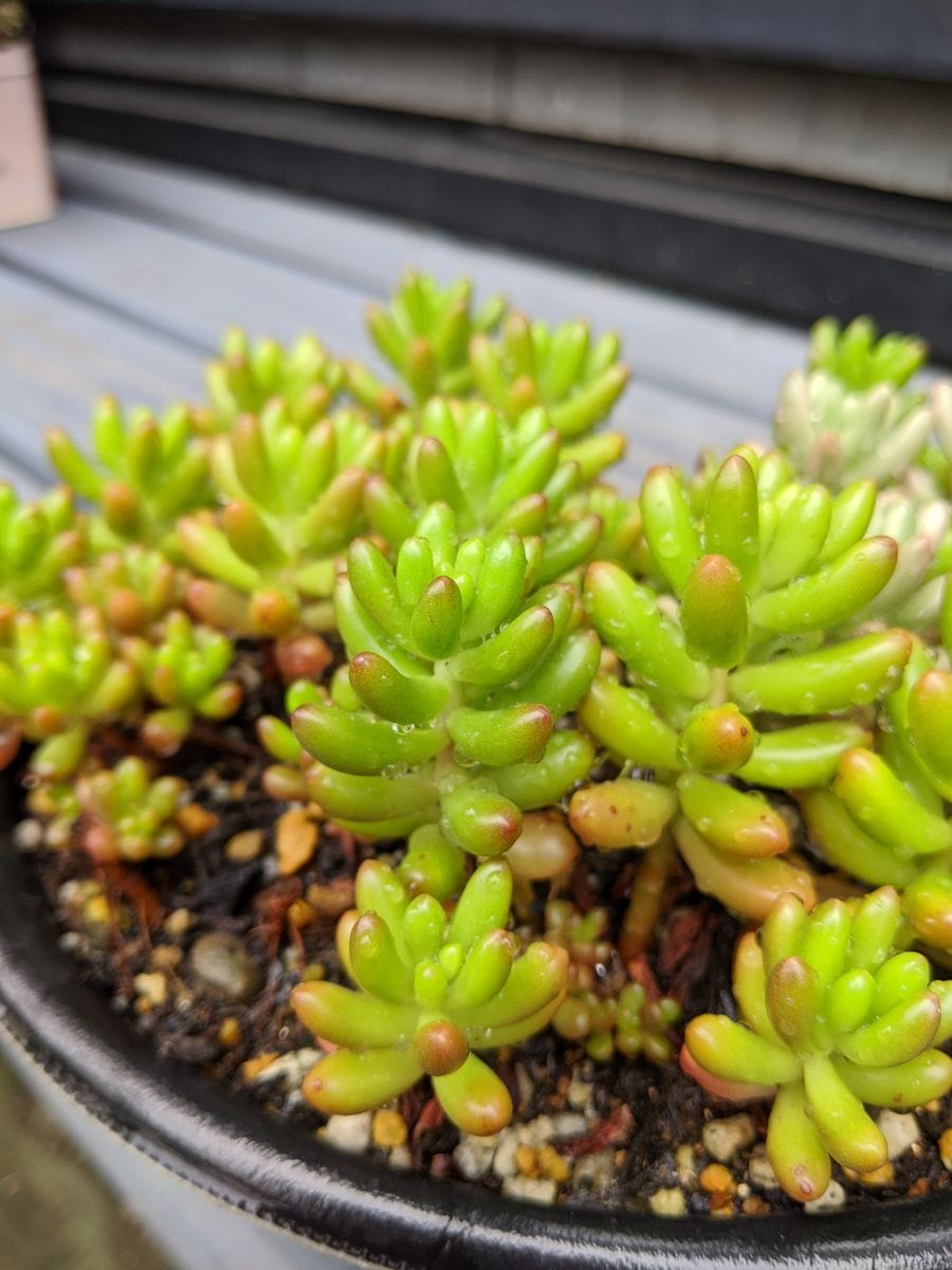 梅雨明け後の虹の玉🥰