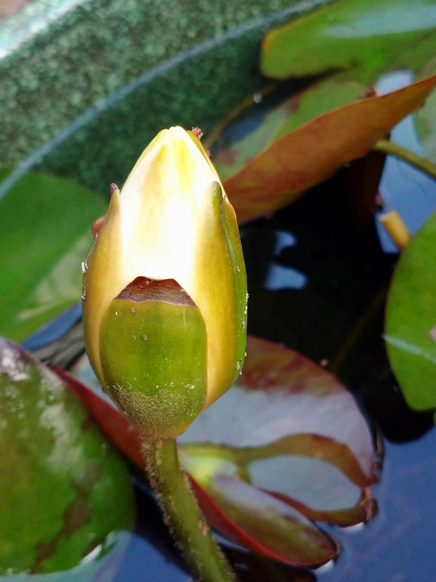 我が家の庭の花