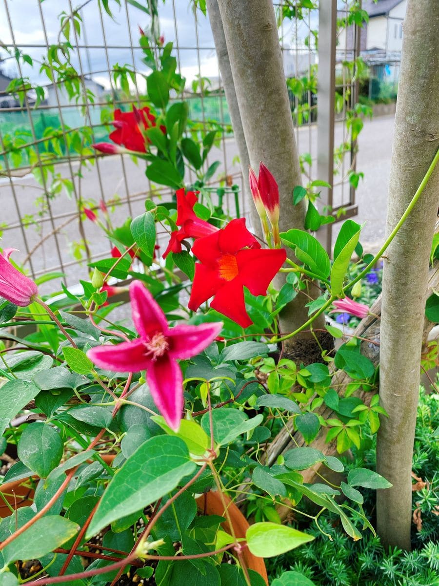 夏、朝顔の季節です