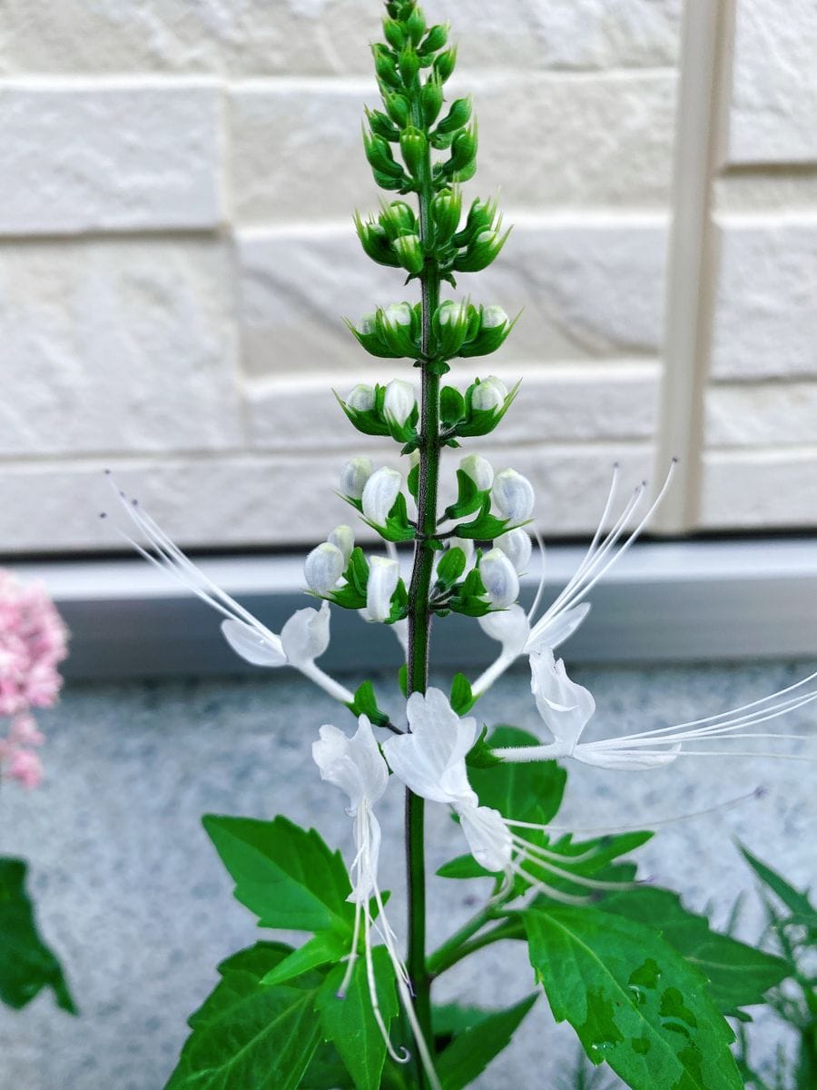 夏、朝顔の季節です