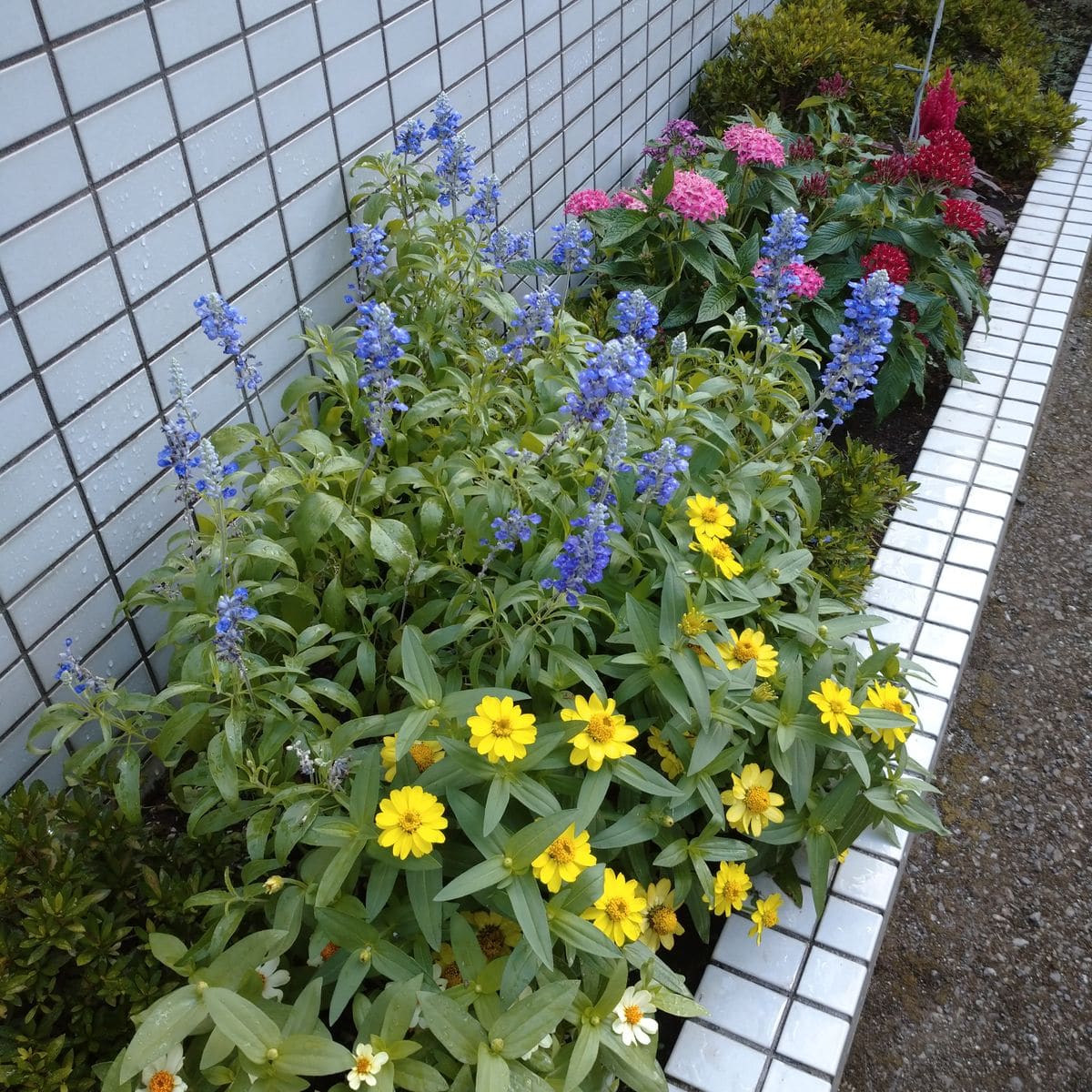 姫フロウ草、ツクシカラマツ盆栽と花壇