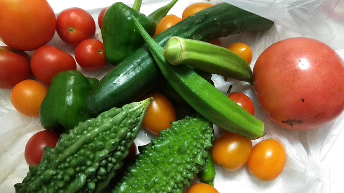 夏野菜、収穫！