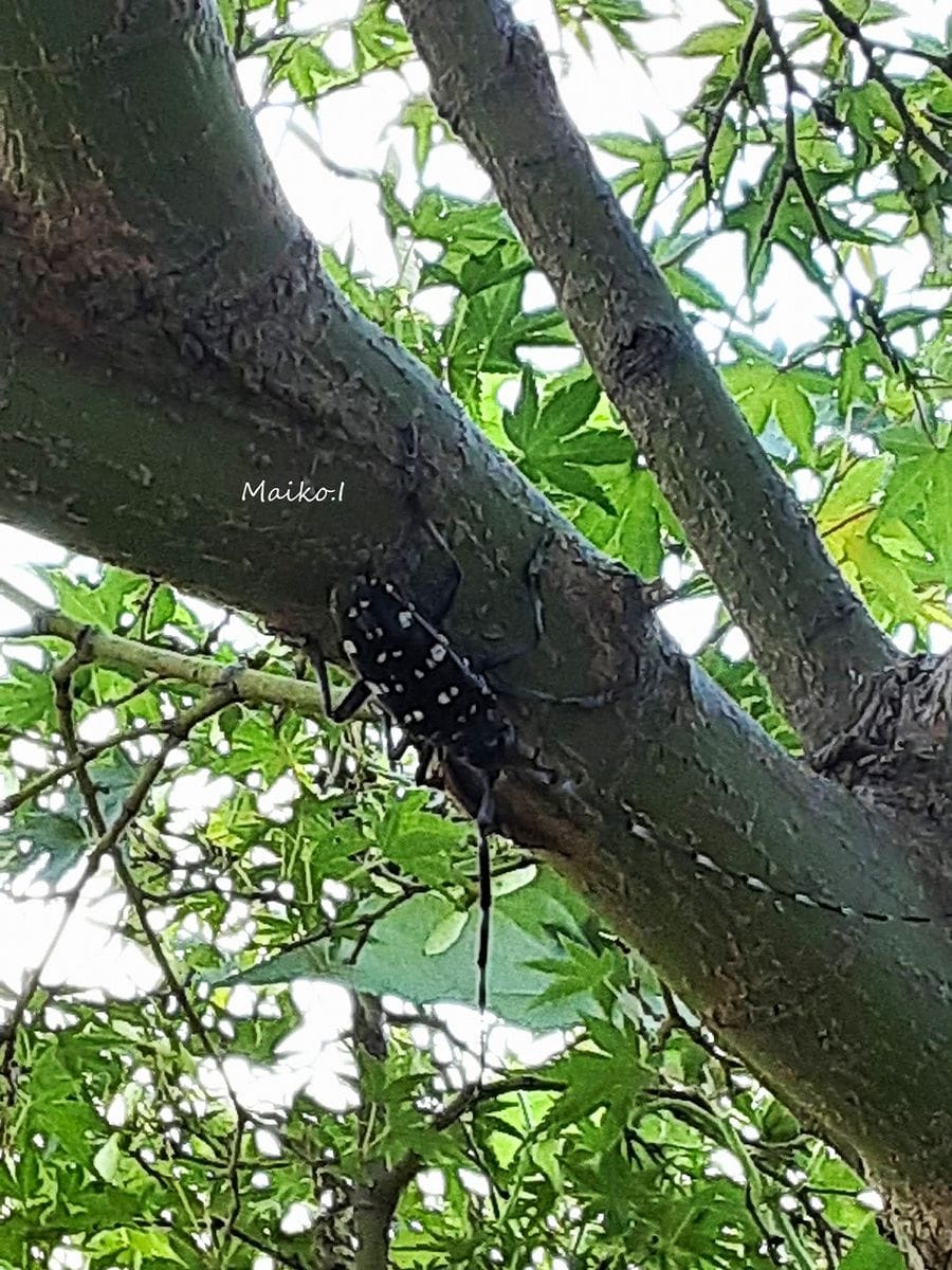 今朝の生き物。