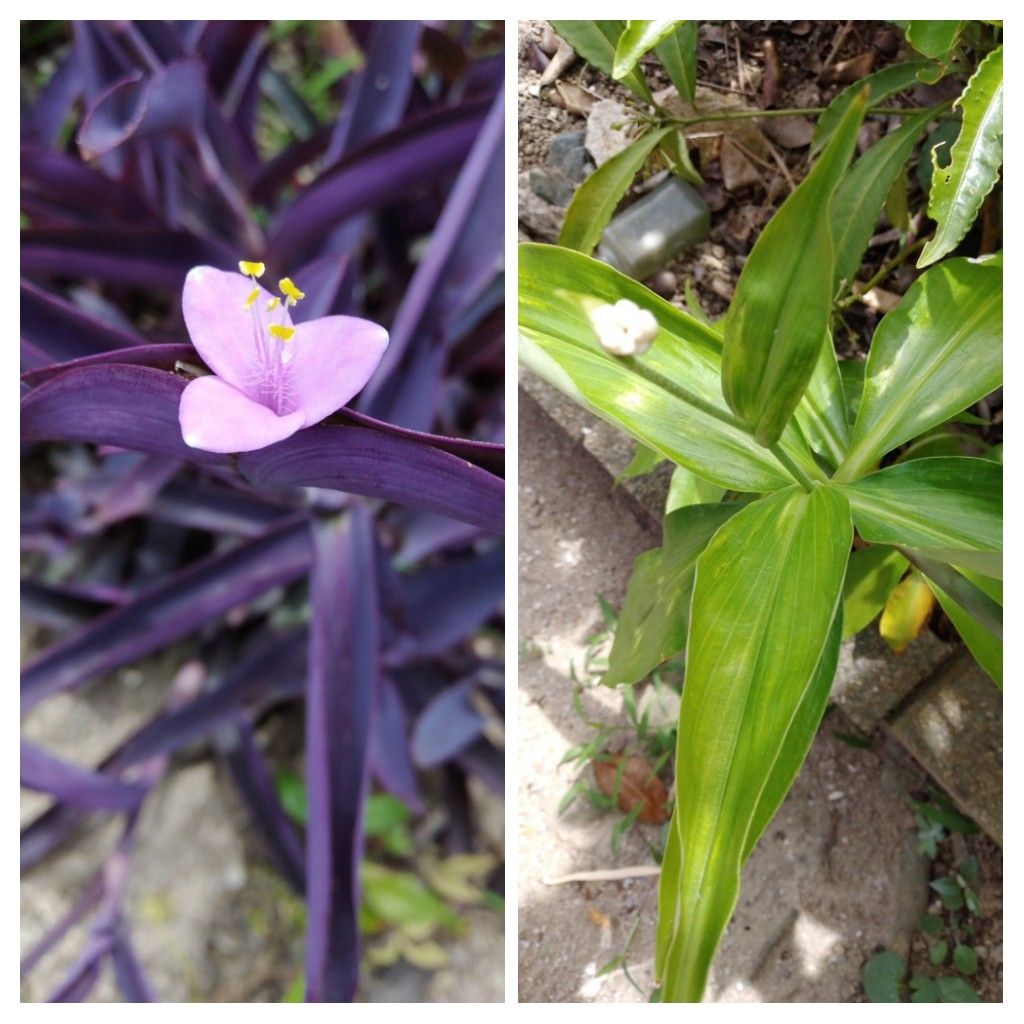 トキワツユクサの開花、待ちくたびれ！