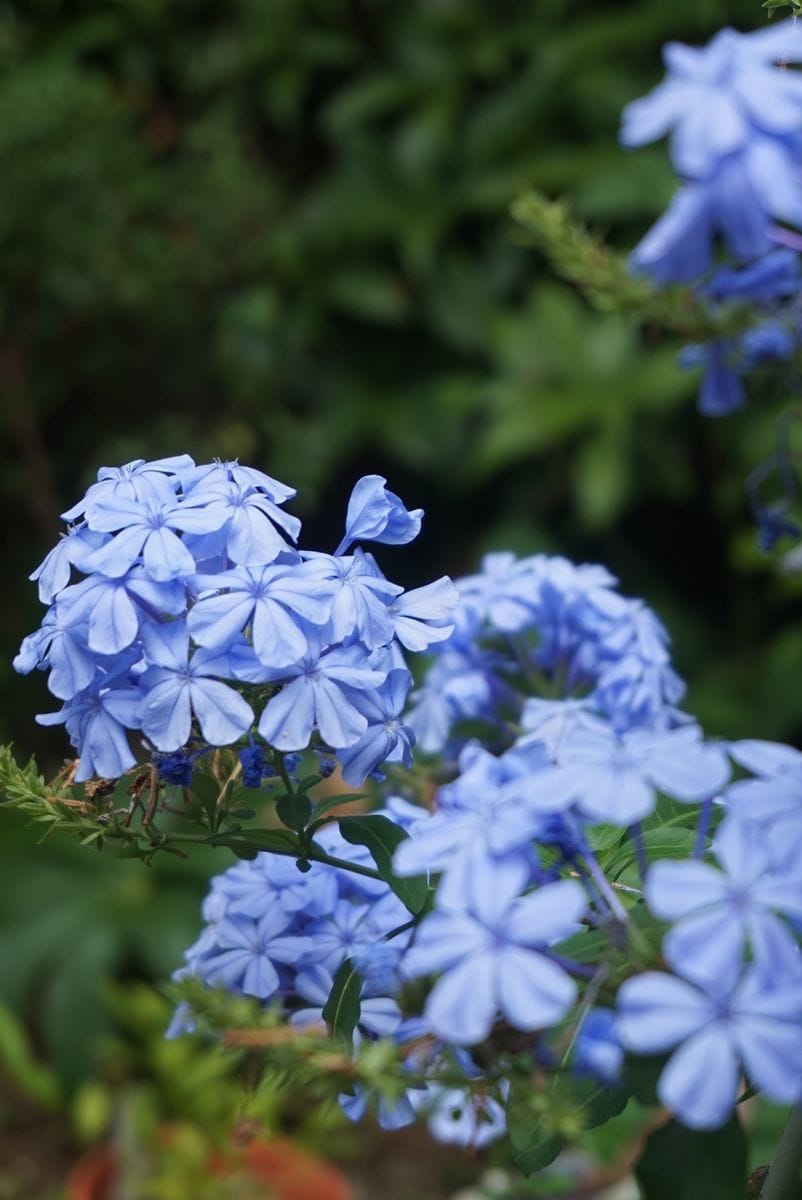 今日の庭〜青いお花