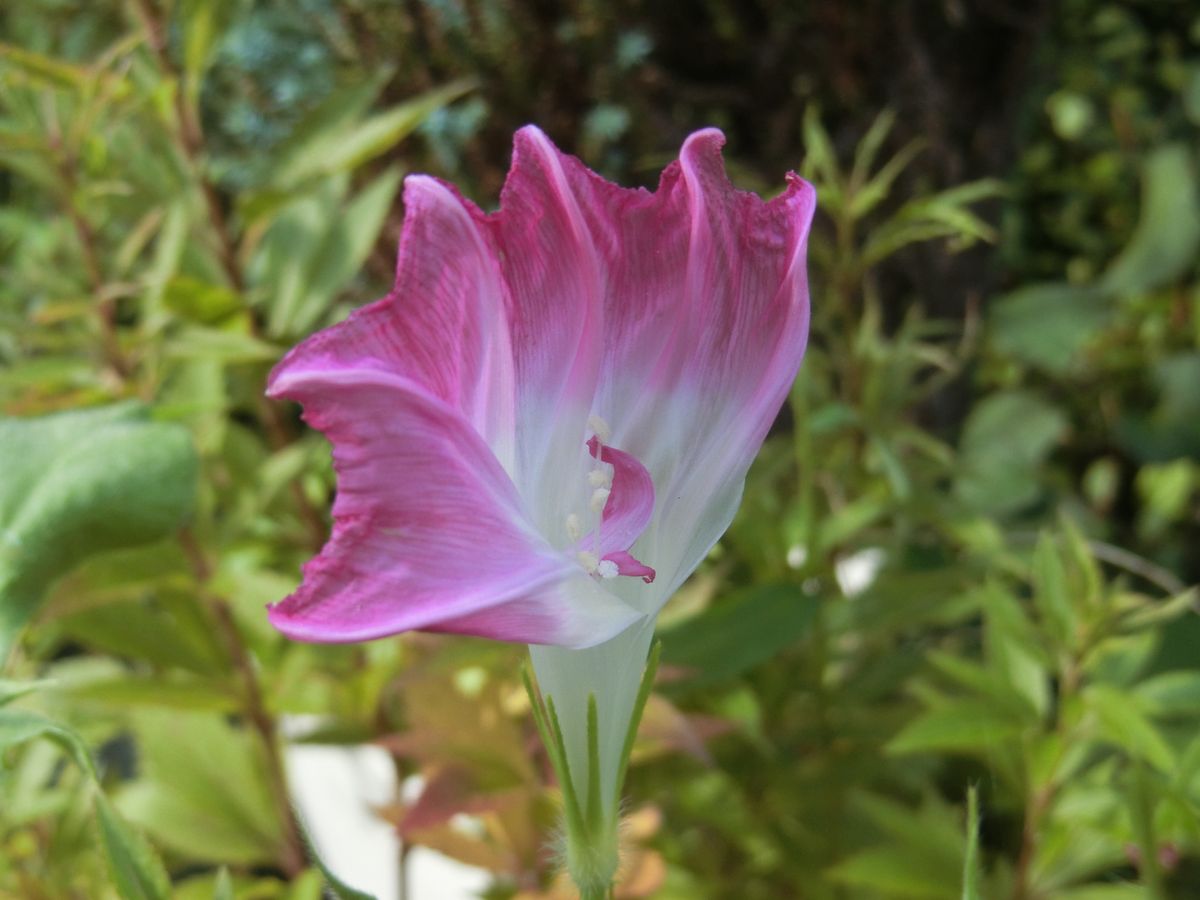 今朝の変化朝顔