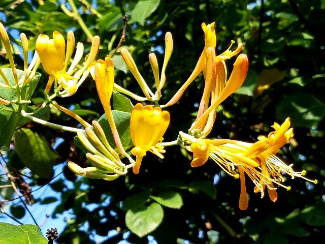 季節外れの花