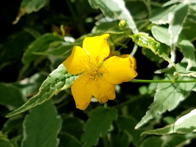 季節外れの花