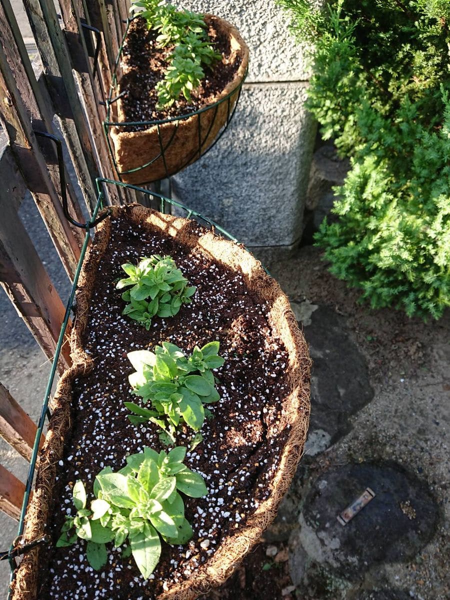 ペチュニア挿し芽の植え付け