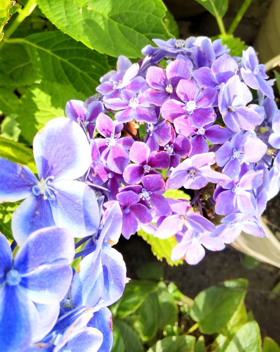 挿し木の紫陽花💠