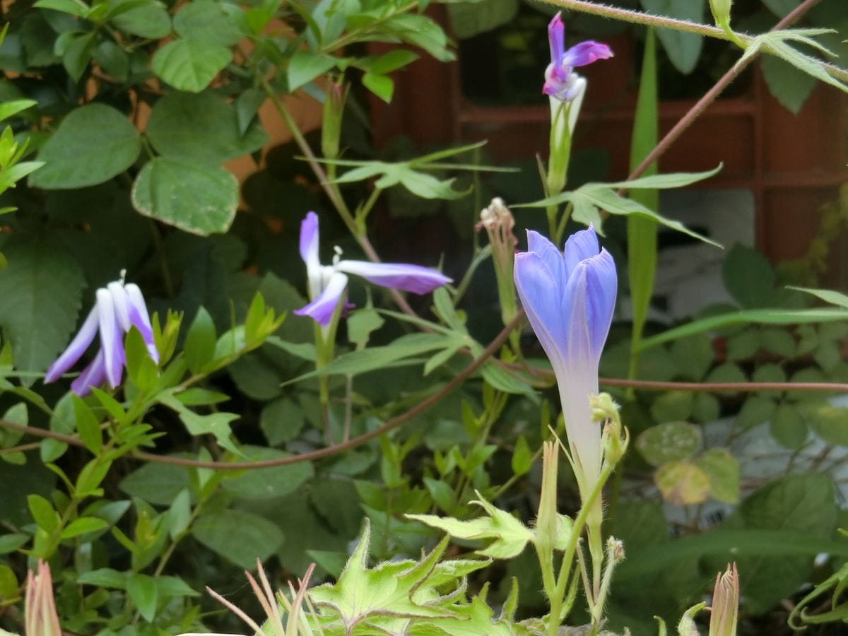 今朝の花