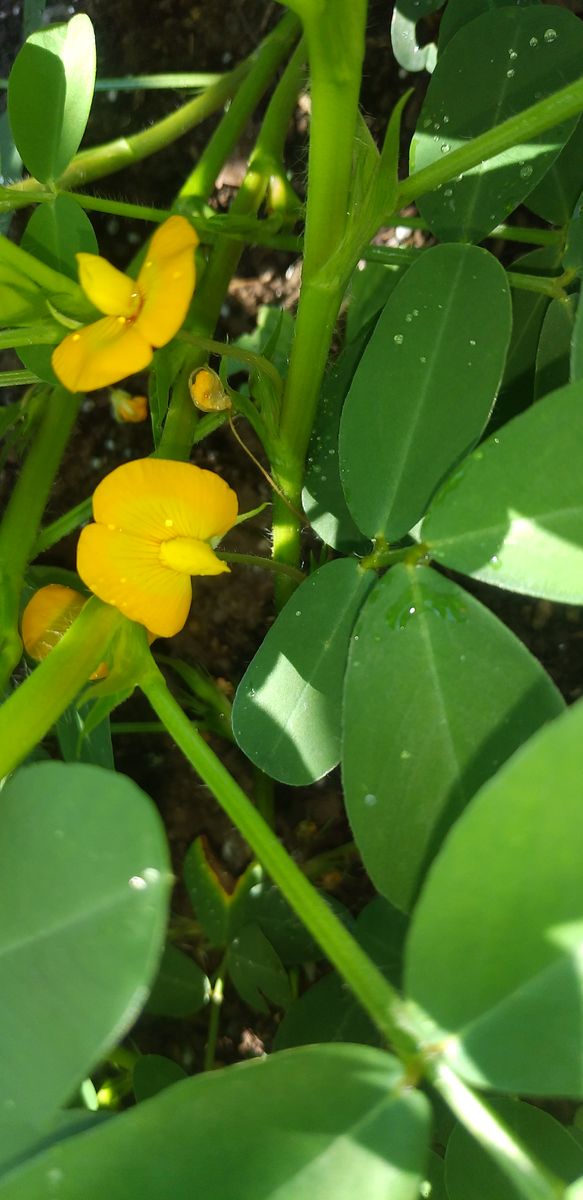 落花生の花と酔芙蓉