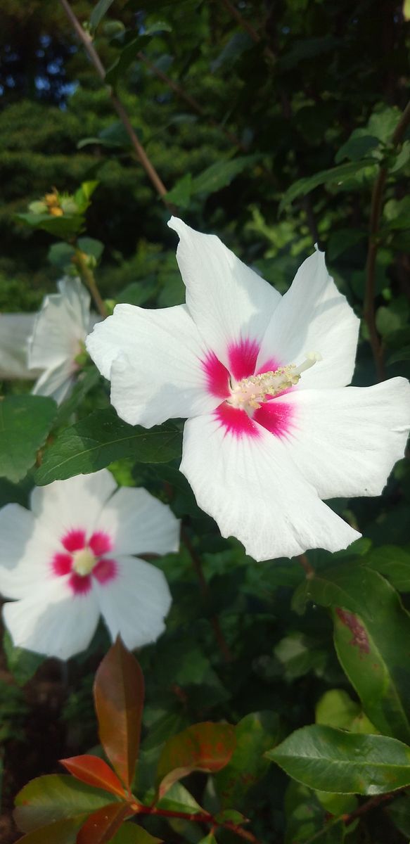 落花生の花と酔芙蓉