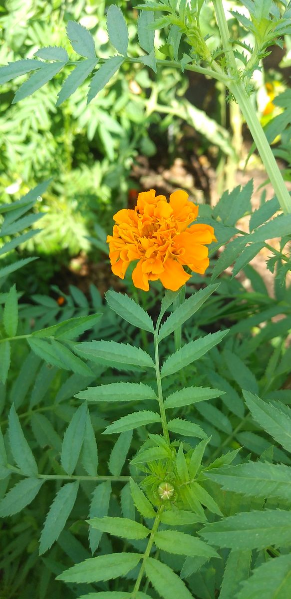 落花生の花と酔芙蓉