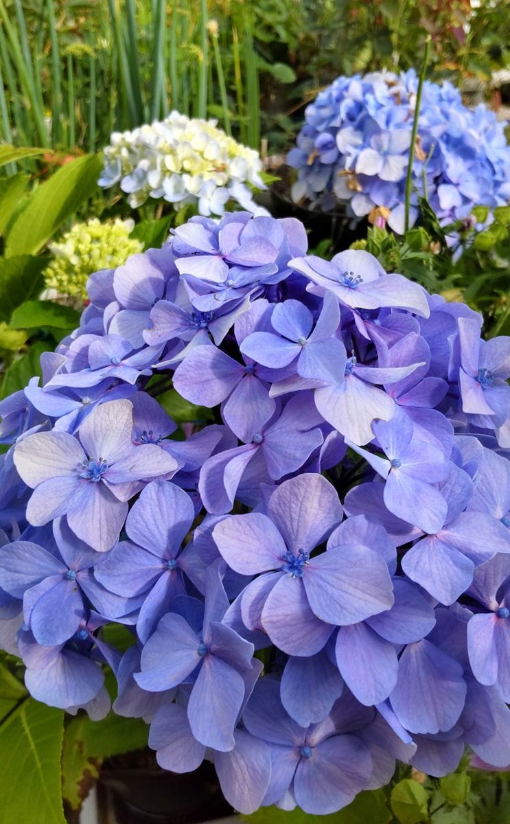 挿し木の紫陽花💠