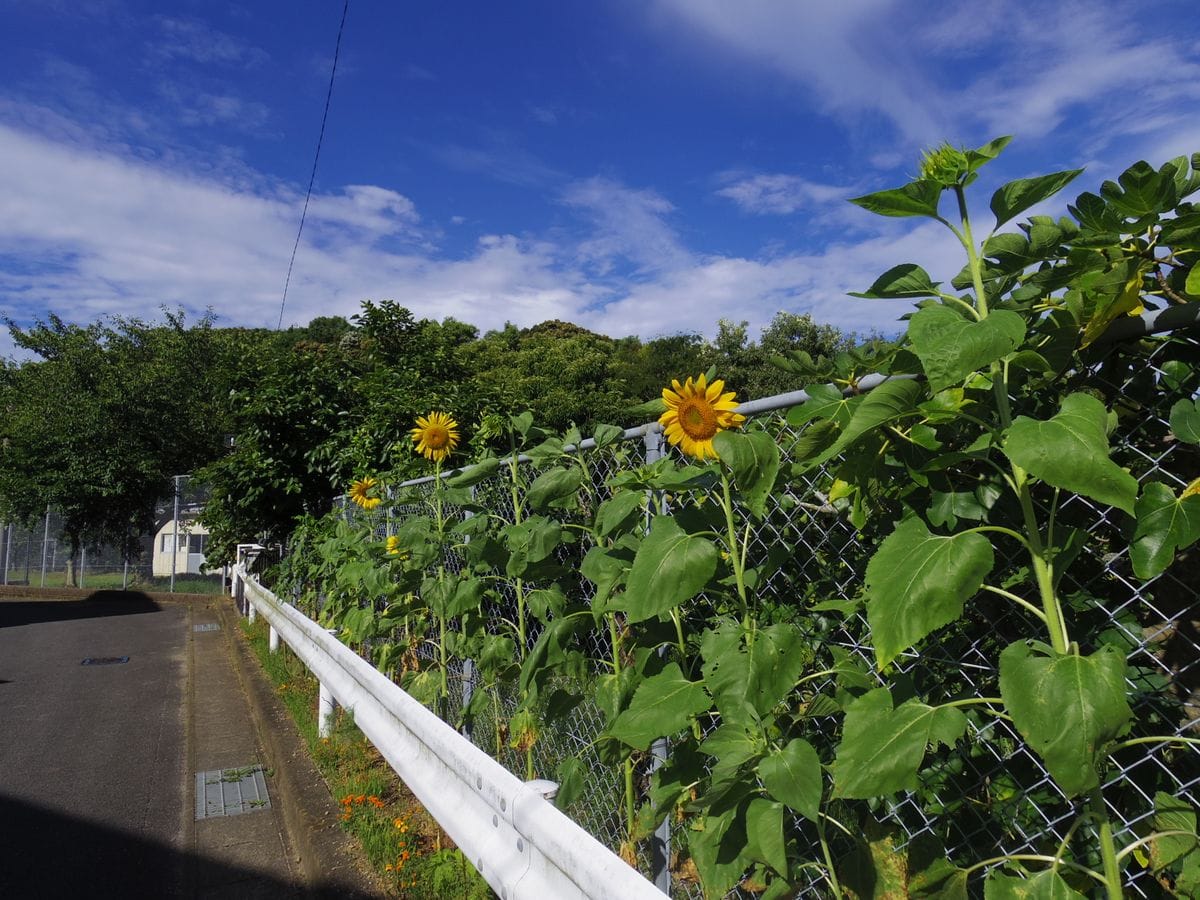 ひまわり咲き出す