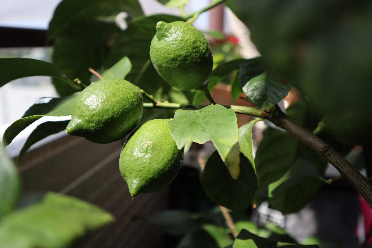 猛暑が続いて植物も暑そうに光っています