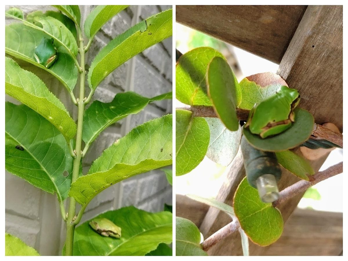 かえる　びより