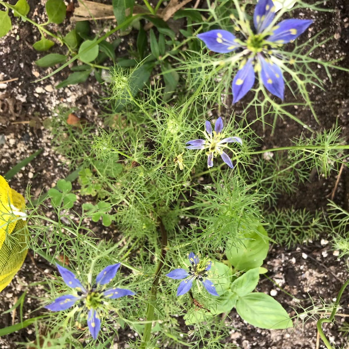 猛暑の中の花達2