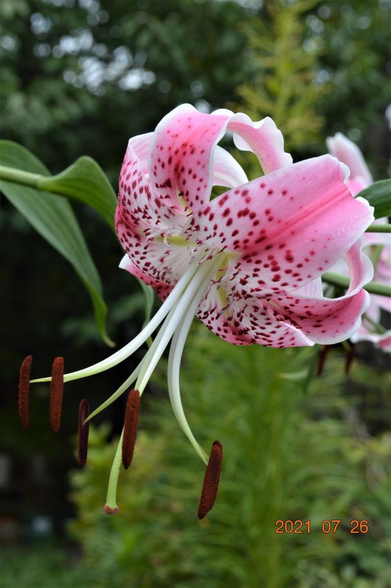 鹿の子ユリの花