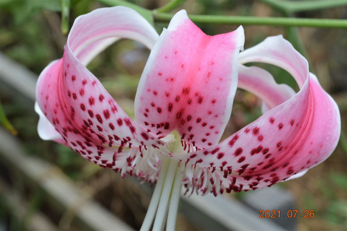 鹿の子ユリの花