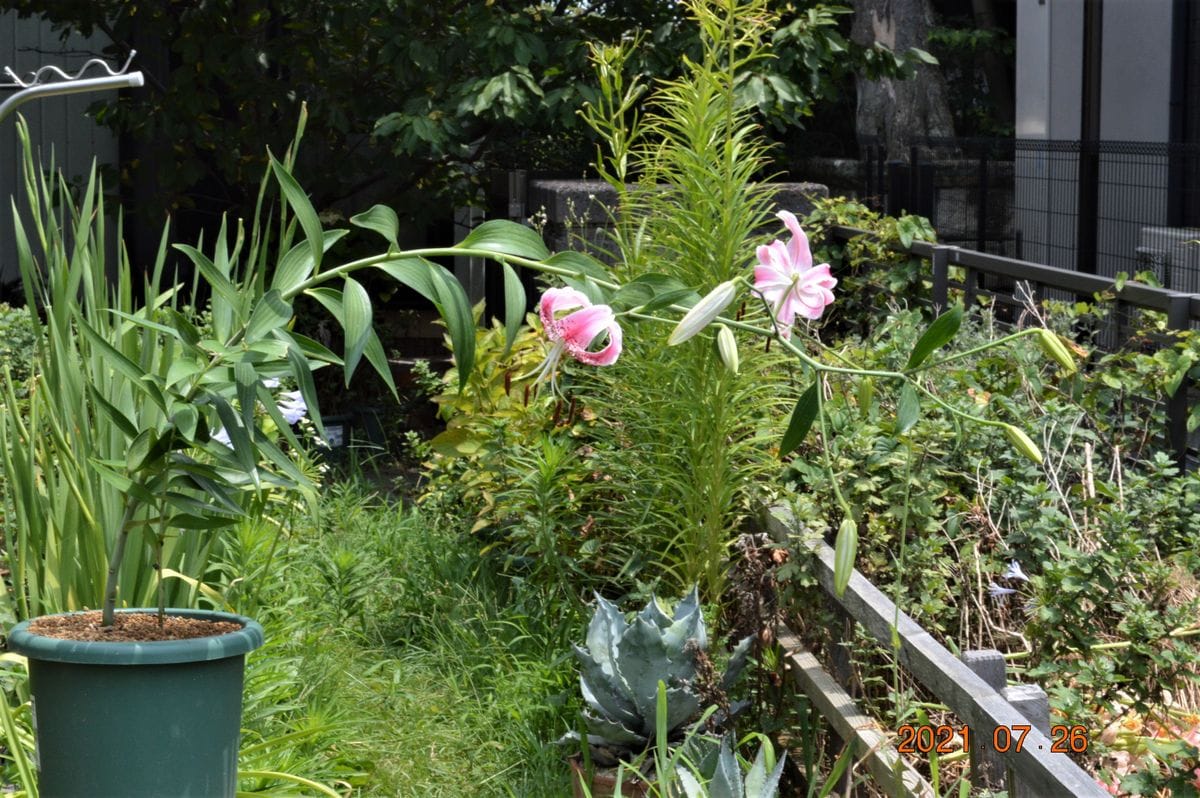 鹿の子ユリの花