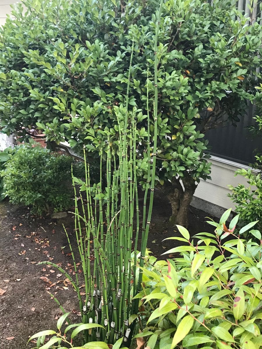 暑い夏に涼やかな緑で頑張る我が家の植物💚