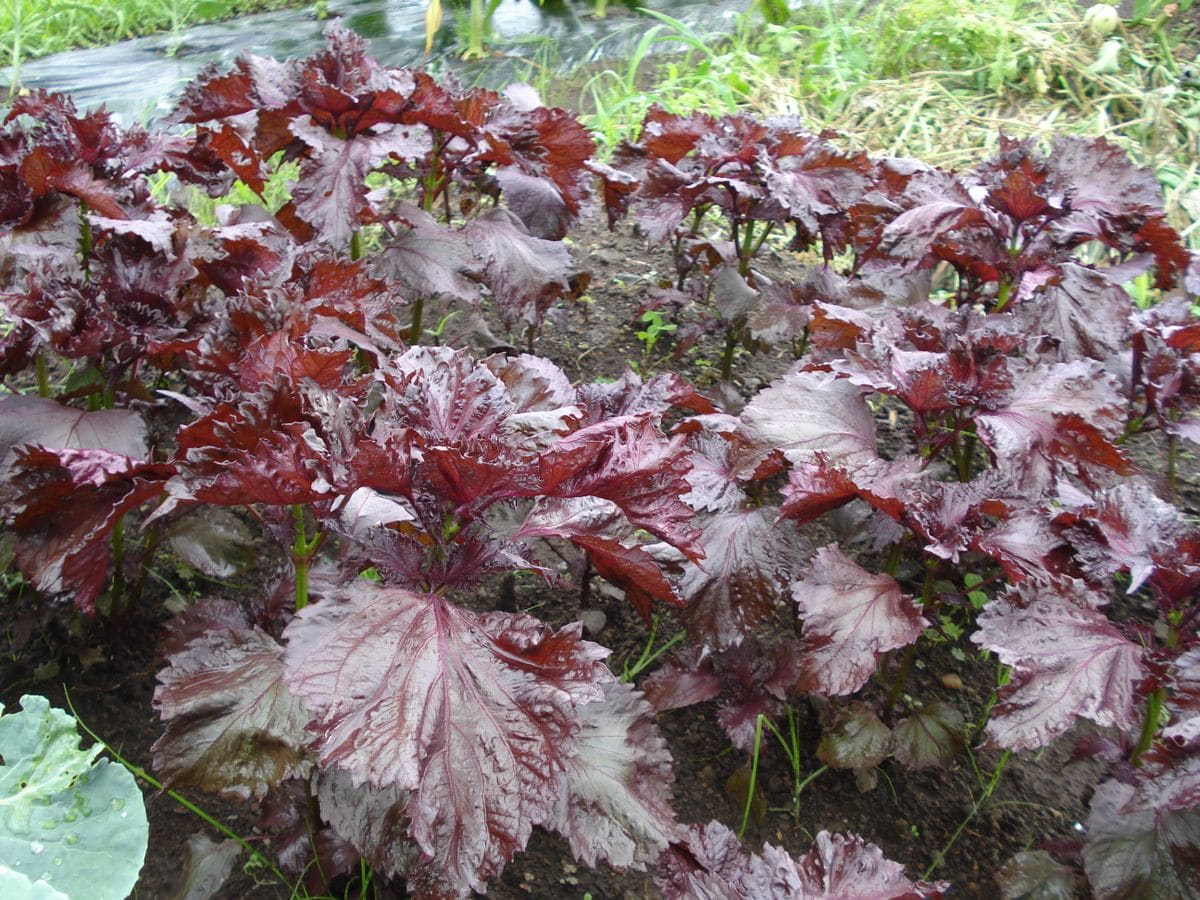 赤しそシロップ作りました🍁