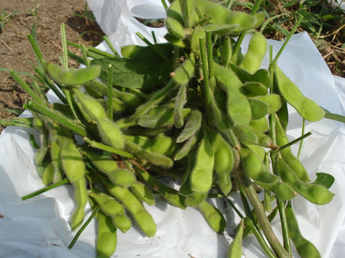 食べたら植える　それが枝豆です　🌱