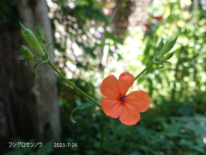 Natural Garden　私の庭　　7/26